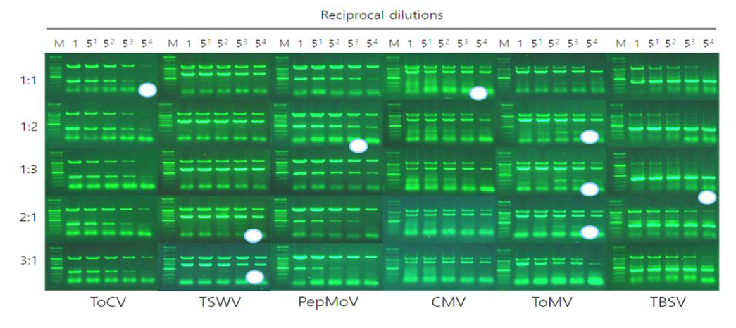 TYLCV와 동시 진단 duplex PCR에 적합한 primer 최적 비율.