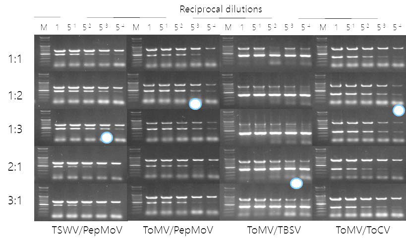 Duplex RT-PCR에 적합한 primer 최적 비율.