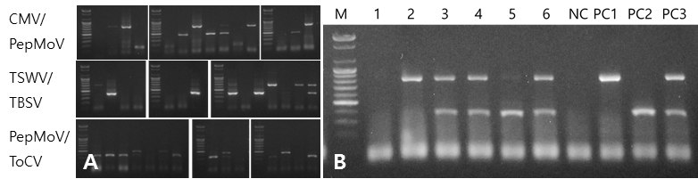 Duplex RT-PCR kit 활용 예.