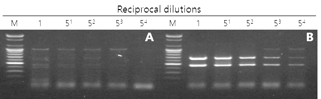 internal contol이 들어간 TSWV/PepMoV 진단용 duplex RT-PCR kit을 이용한 건전 (A)과 감염(B) 식물체 검정