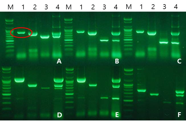Duplex PCR/RT-PCR이 가능한 조합을 기반으로 한 triplex PCR/RT-PCR 결과.