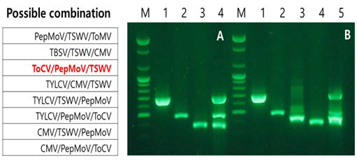 TSWV/PepMoV/TBSV/ToCV 진단용 triplex 및 tetraplex RT-PCR.