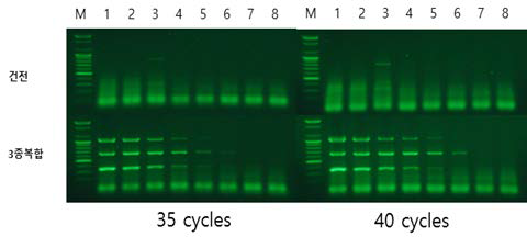 TYLCV, TSWV, ToCV 진단을 위한 tetraplex PCR/RT-PCR의 증폭 회수별 검출 감도 비교.