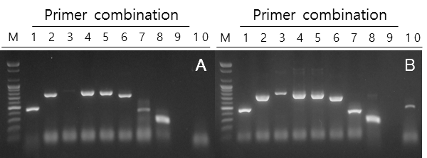 PepMoV 유전체 유래 primer 조합의 증폭 양상
