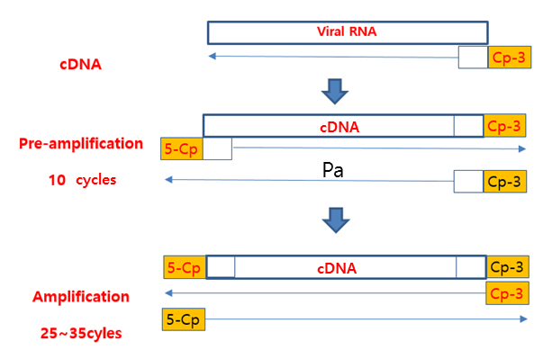 Common primer를 이용한 RT-PCR 증폭 개념도.