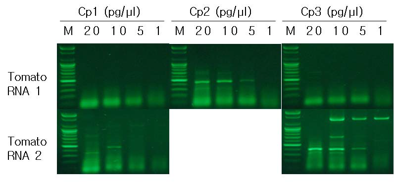 건전한 토마토 RNA에서 common primer 후보 3종의 증폭 양상 비교.