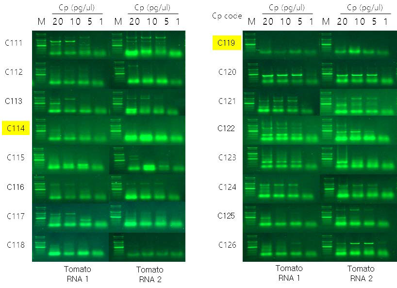 건전한 토마토 RNA 2종에서 common primer 후보 증폭 양상 비교.