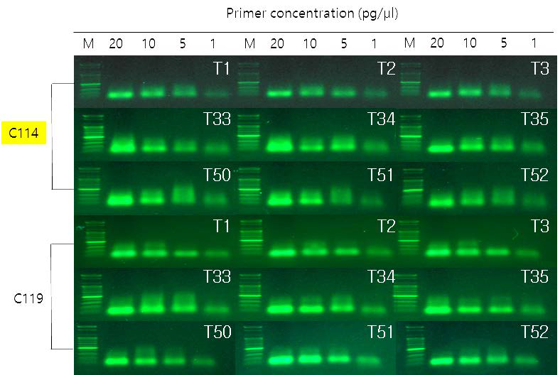 건전한 토마토 RNA 52종에서 common primer 후보 증폭 양상 비교.