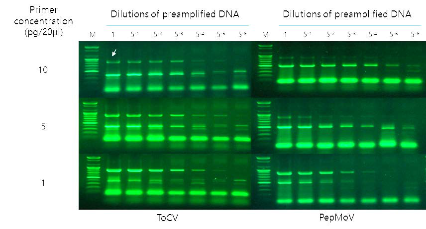바이러스별 hybrid primer 첨가 비율에 따른 duplex RT-PCR.