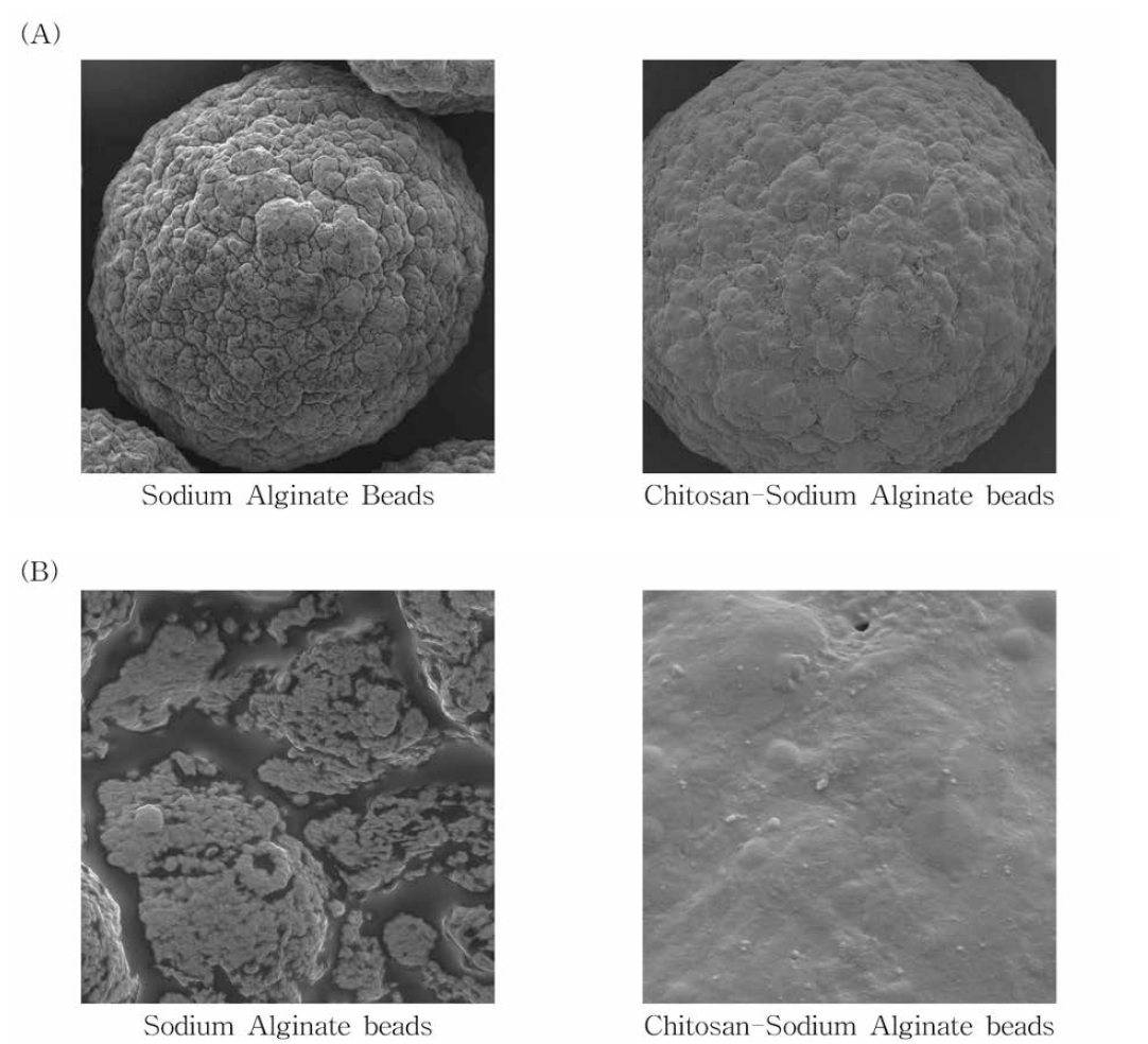 Scanning electron micrographs of microencapsulation of IgY-loaded (A) Chitosan/Sodium Alginate beads, (B) sulface of Chitosan/Sodium Alginate beads