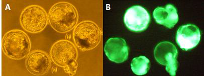 GFP를 발현하는 AD 병인 유전자 (mAPP, mPS1) 복합발현 배반포. A, bright field; B, fluorescence