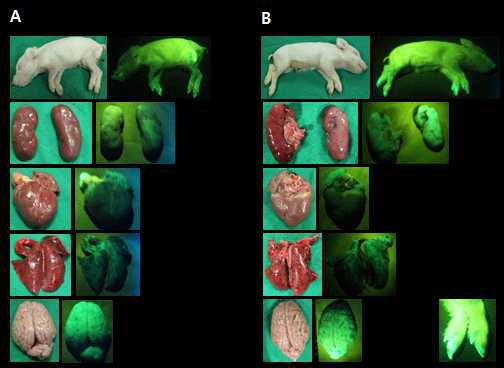 ADF6, 7의 폐사 후 GFP 발현 확인. A, ADF6 전신, 신장, 심장, 폐, 뇌; B, ADF7 전신, 신장, 심장, 폐, 뇌 및 발굽에서의 GFP 발현