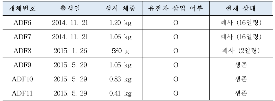 4차년도에 생산된 mAPP, mPS1 복합발현 복제 미니돼지에 관한 정보