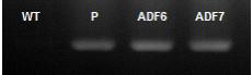 ADF6, 7의 gDNA에 삽입된 mAPP. WT, wild type; P, positive control (ADF1 fibroblast)