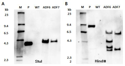 mAPP, mPS1 복합발현 미니돼지의 Southern blot 결과