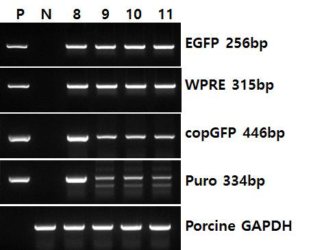 ADF 6 리클론을 통해 생산된 ADF 8, 9, 10, 11개체의 gDNA에 삽입 된 piggyBac (pB) 벡터에 포함된 여러 유전자
