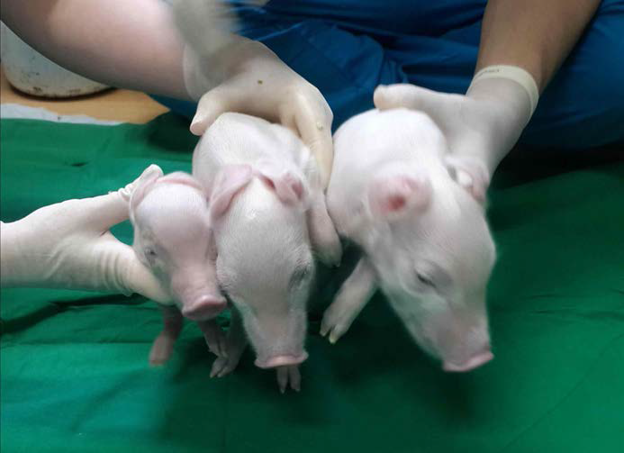 2015년 5월 29일 태어난 ADF6의 리클론을 통해 생산되어진 ADF 9, 10, 11 mAPP+PS1 복합발현 형질전환 돼지