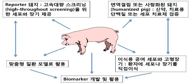 생체의학 연구용 유전자 변형 형질전환 돼지의 응용