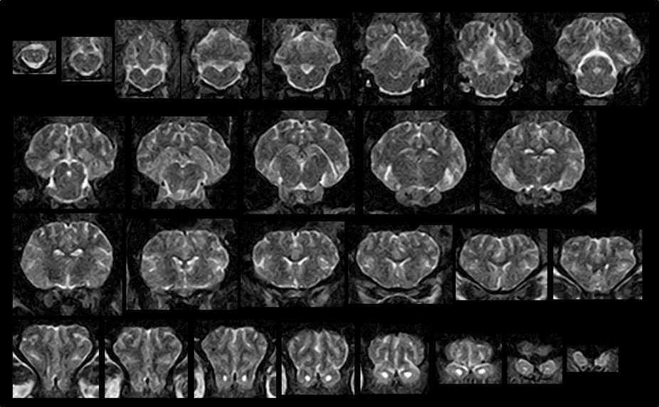 정상 미니돼지의 뇌 MRI 이미지