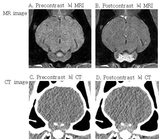 일반 미니 돼지의 precontrast 뇌 MRI (A)와 postcontrast 뇌 MRI (B) 사진 및 precontrast 뇌 CT (C)와 postcontrast 뇌 CT (D).