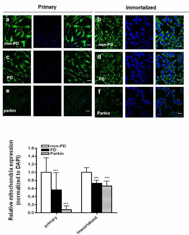 파킨슨환자 및 뇌하수체 선종 환자의 지방유래 간엽줄기세포의 mitochondria expression 발현비교.