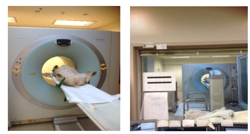 1년령 hAPP 유전자 조절 미니돼지의 뇌 PET 촬영 모습.