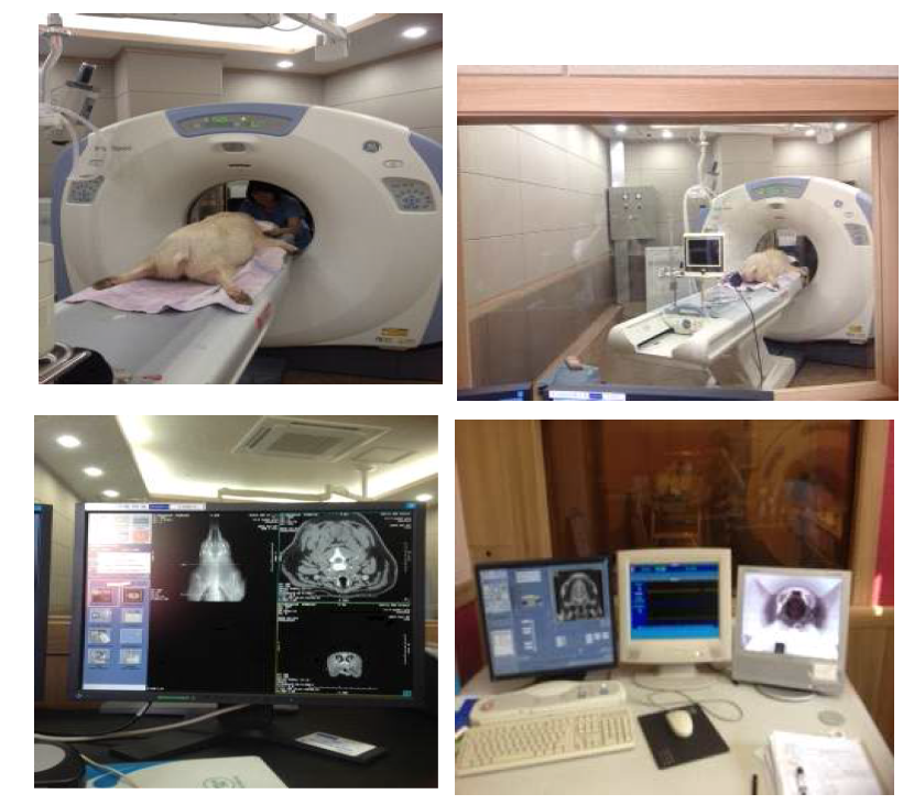 1년령 hAPP 유전자 조절 미니돼지의 뇌 MRI 촬영전후의 모습.