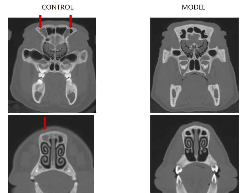 1년령 hAPP 유전자 조절 미니돼지의 뇌 CT 이미지.