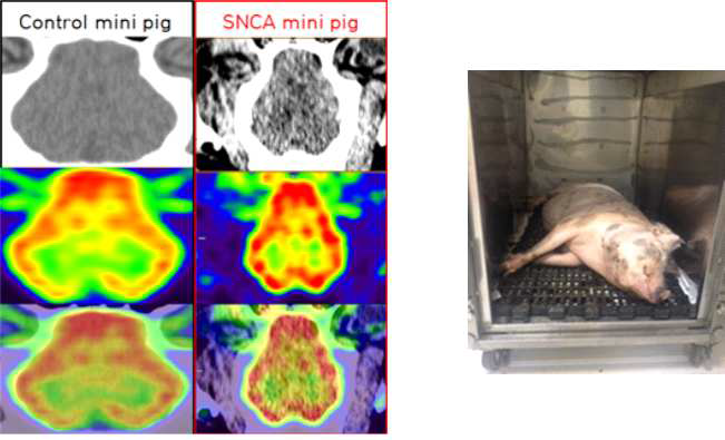 1년령 hSNCA 발현 미니돼지의 18F-FDG의 PET과 CT에 관한 영상결과