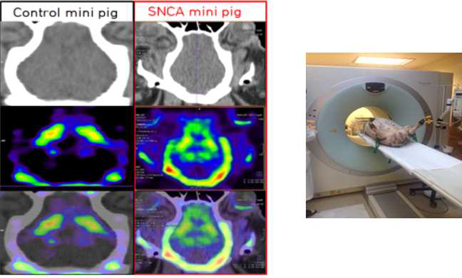 1년령 hSNCA 발현 미니돼지의 FP-CIT의 PET과 CT에 관한 영상 결과