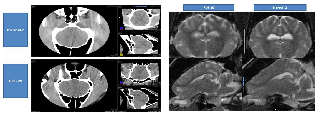 2년령 hSNCA 발현 미니돼지의 MRI와 CT에 관한 영상 결과