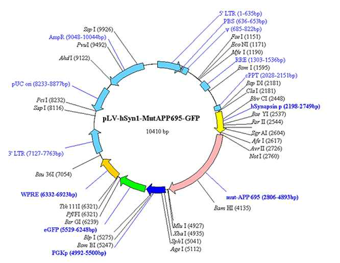 SYN-mhAPP-GFP 벡터 구조.