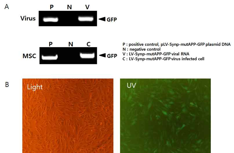 (A) 바이러스세포내로 도입된 플라스미드 벡터와 바이러스 RNA의 사진과 돼지지방줄기세포주 내로 도입된 플라스미드와 바이 러스세포의 결과 (B) SYN-mhAPP-GFP 형질전환 지방줄기세포주에 서 GFP의 발현.