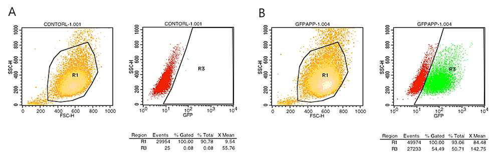 형질전환 된 돼지의 지방줄기세포의 Flow cytometry 이용한 GFP 발현 효율 분석