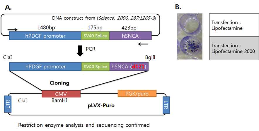 pLVX-hPDGFβ Prom/hSNCA(d121)-PGK/puro 제작 및 검증 (A) Lentiviral construct cloning 과정 (B) 바이러스 생산 및 infection 검증