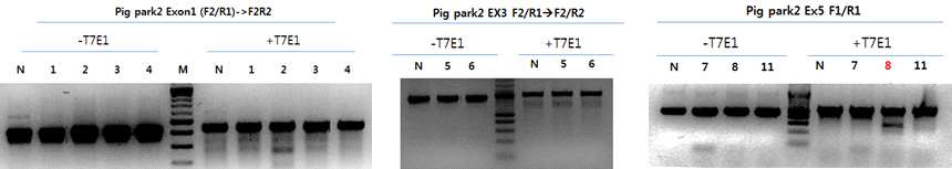 Park2 돼지 세포내 유전자가위 활성의 검증.