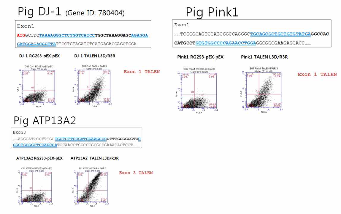 Pig Pink1, DJ-1, ATP13A2 TALEN 개발 결과.