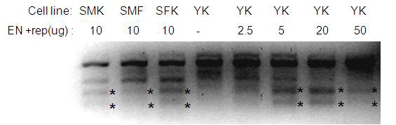 세포 종류에 따른 KO 효율 확인 결과.