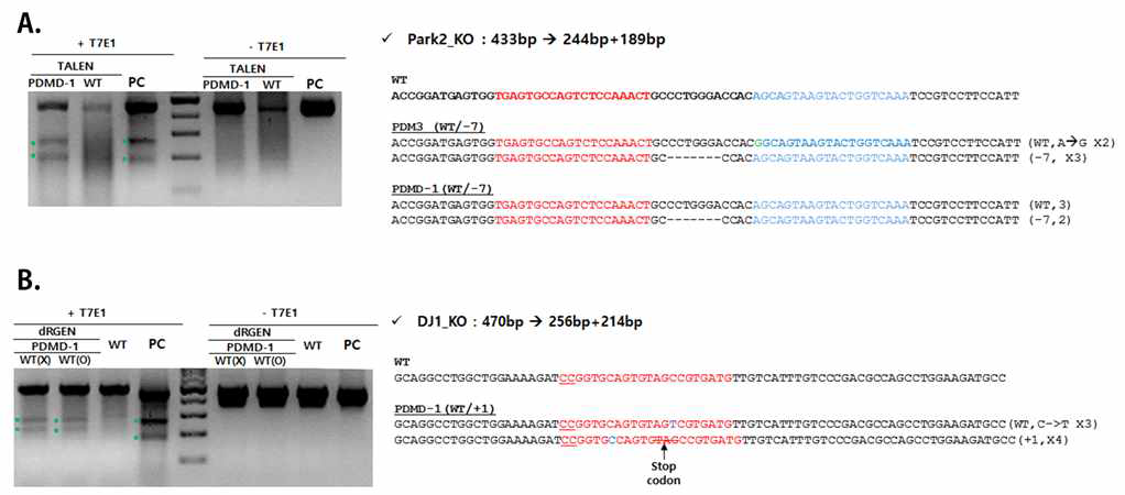 PDMD-1 돼지의 genomic DNA 분석.
