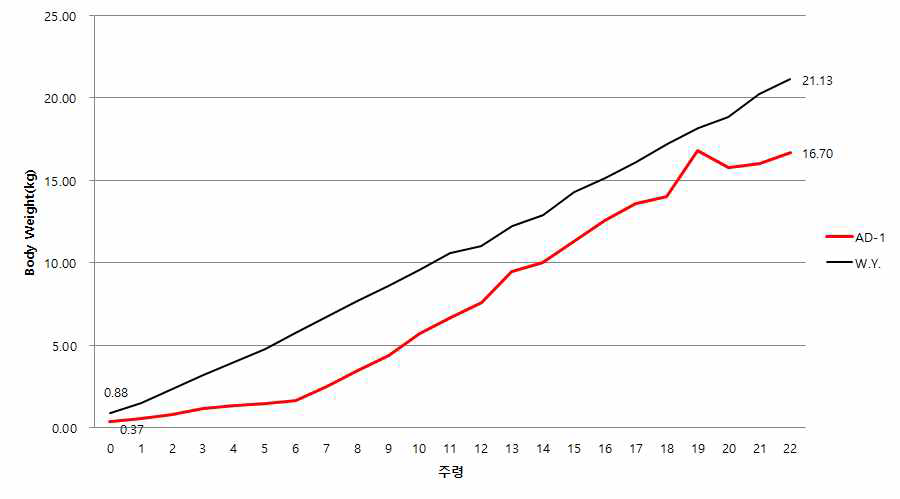 APP 유전자 조절 미니돼지(AD-1)과 정상 미니돼지의 체중 비교