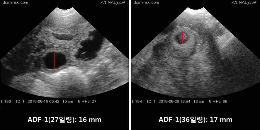 APP 유전자 조절 미니돼지의 임신진단 영상.(2차 임신)