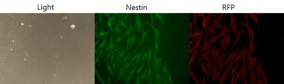 형질전환 된 돼지 지방줄기세포를 14일 동안 신경원성으로 분화시킨 후, Nestin 항체로 신경원성으로 분화된 사진 (GFP발현)과 자외선 하에서 동일하게 신경원선 분화세포에서 RFP가 발현되는 사진