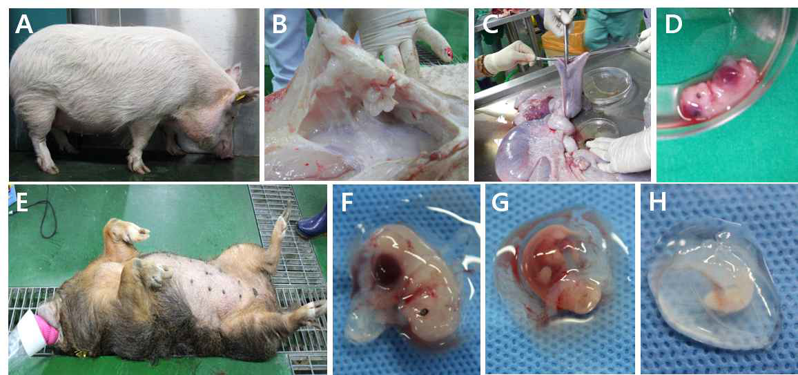 형질전환 복제돼지 생산을 위한 공여세포주 확립을 위해 2회(A-D, E-H)에 걸쳐 암컷 미니돼 지로부터 근육, 피부, 지방 및 태아유래 세포주를 확립하였다