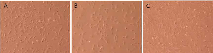 미니돼지유래의 태아섬유아세포(A), 성체섬유아세포 (B), 지방줄기세포 (C).