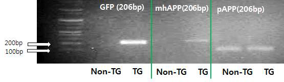 GFP 발현 공여세포를 이용하여 생산된 형질전환 복제수정란의 hAPP 발현 검증.