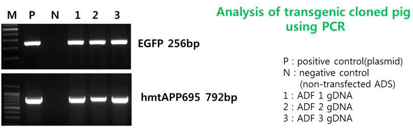형질전환돼지 ADF 1, 2, 3의 PCR을 통한 hAPP 및 GFP 유전자의 삽입 검증
