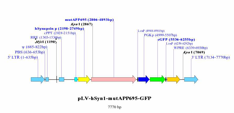hAPP 과발현 형질전환 복제돼지 생산에 이용된 렌티바이러스 벡터.
