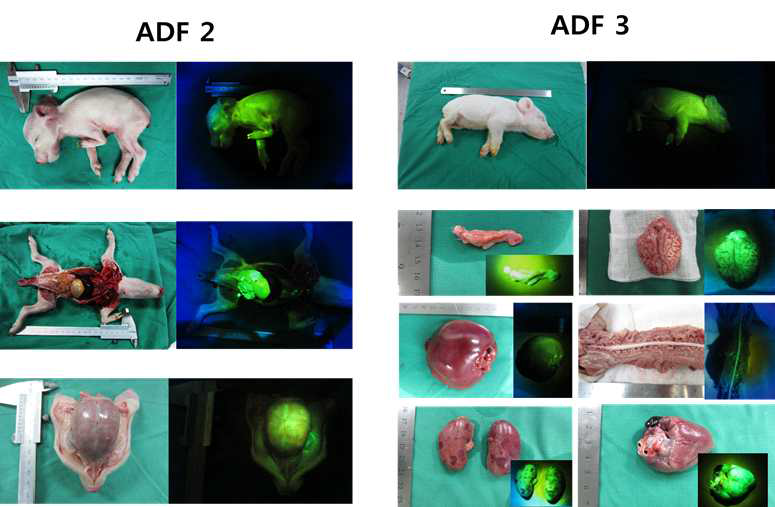 APP 형질전환 복제 미니돼지의 전신 장기에서의 GFP 발현 유무 검증.