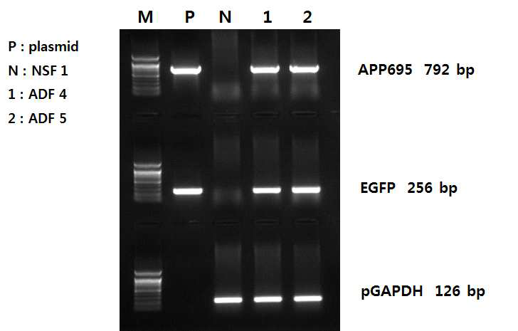 형질전환 재복제돼지 ADF 4, 5의 PCR을 통한 hAPP 및 GFP 유전자의 삽입 검증.
