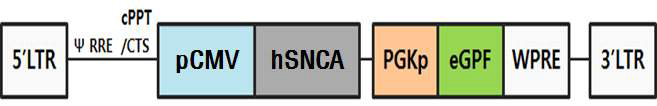 Full-length hSNCA 과발현 벡터.